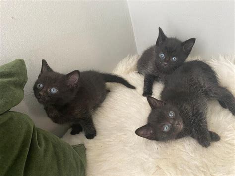 All three have green or blue eyes and the most beautiful distinc. . Kittens for sale worthing
